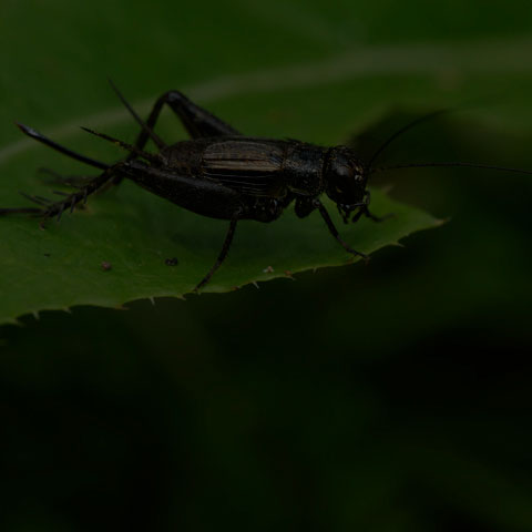 Robust Ground Cricket