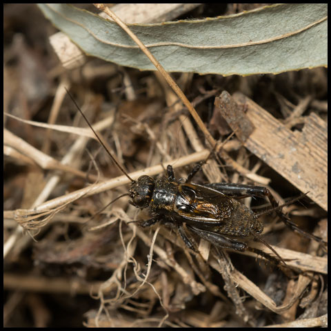 Robust Ground Cricket