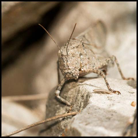 Carolina Grasshopper