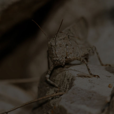 Carolina Grasshopper