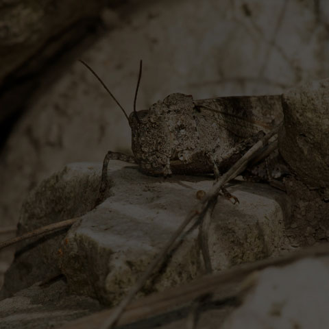Carolina Grasshopper