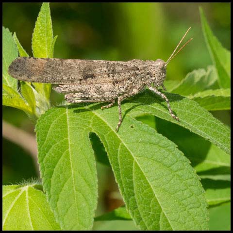 Carolina Grasshopper