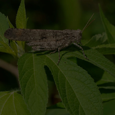 Carolina Grasshopper