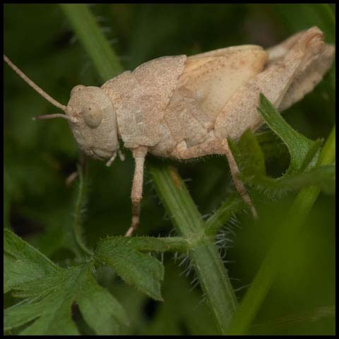 Carolina Grasshopper