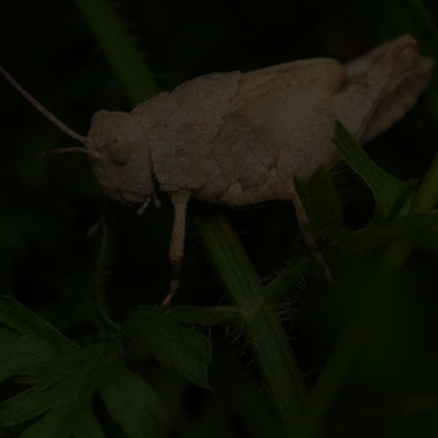 Carolina Grasshopper