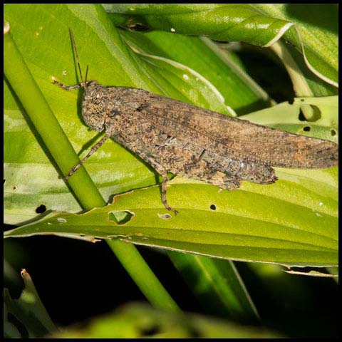Carolina Grasshopper