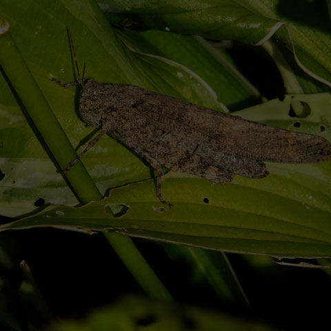 Carolina Grasshopper