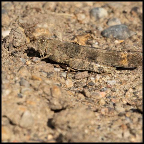 Carolina Grasshopper