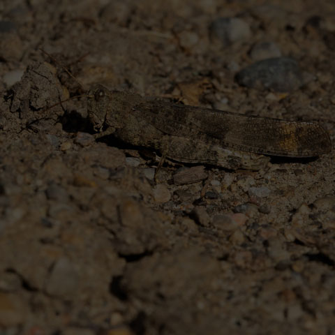 Carolina Grasshopper
