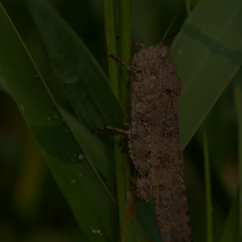 Carolina Grasshopper