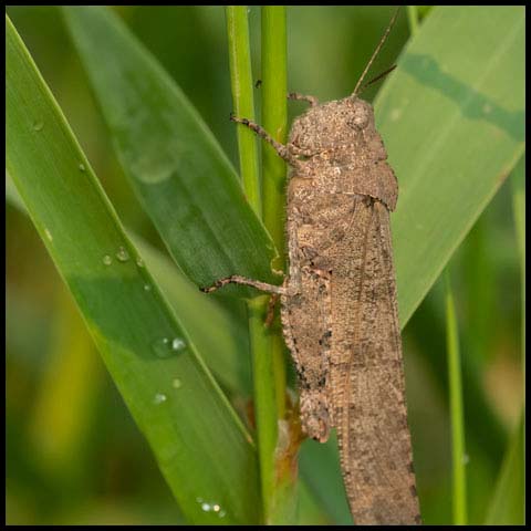 Carolina Grasshopper