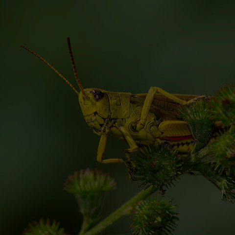 Graceful Sedge Grasshopper