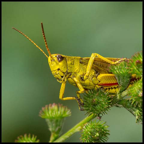 Graceful Sedge Grasshopper