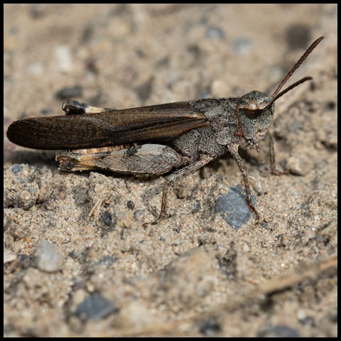 Green-striped Grasshopper