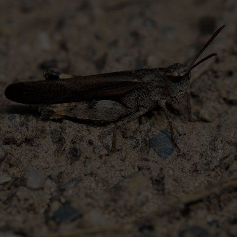 Green-striped Grasshopper