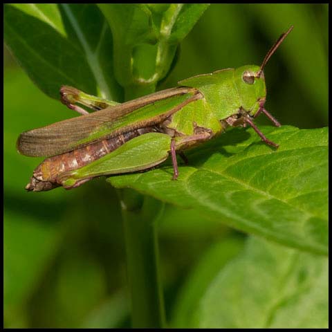 Green-striped Grasshopper
