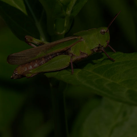 Green-striped Grasshopper