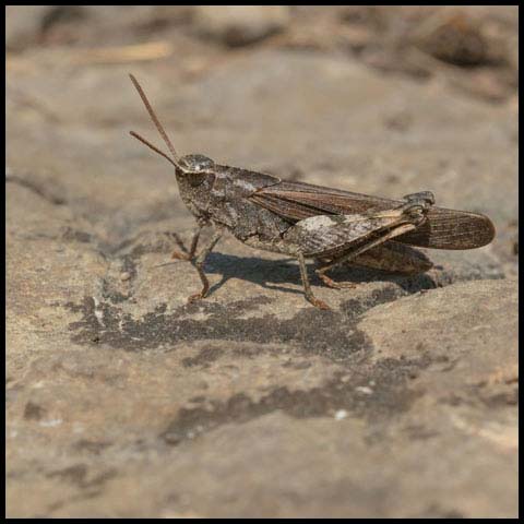 Green-striped Grasshopper