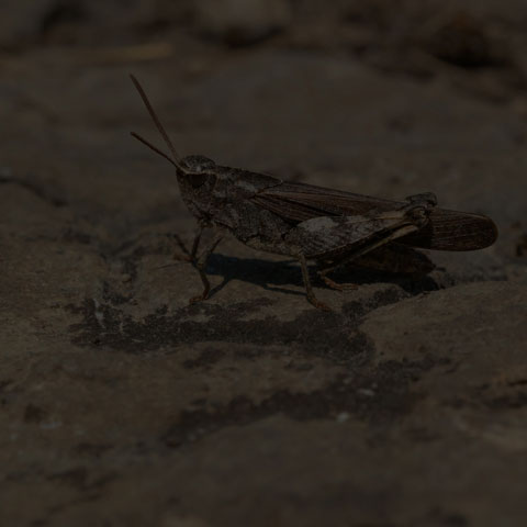 Green-striped Grasshopper