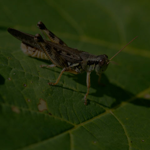 Migratory Grasshopper