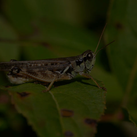 Migratory Grasshopper