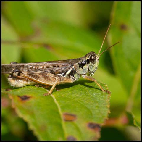 Migratory Grasshopper