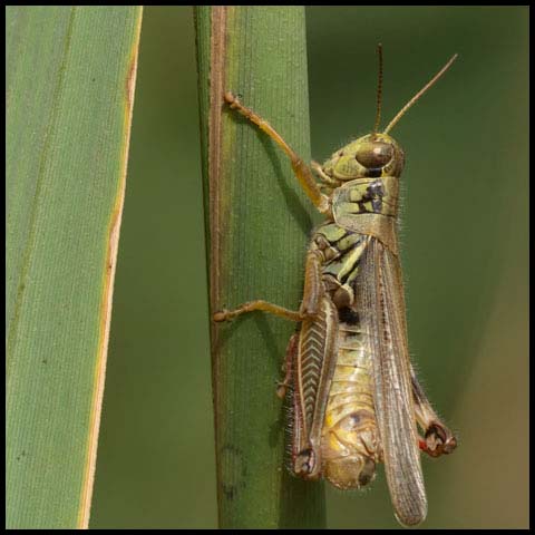 Red-legged Grasshopper