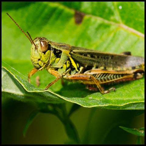 Red-legged Grasshopper