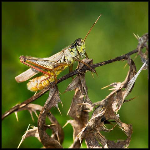 Red-legged Grasshopper
