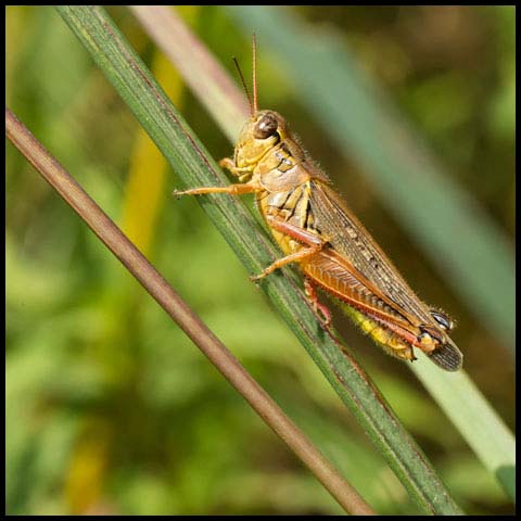 Red-legged Grasshopper