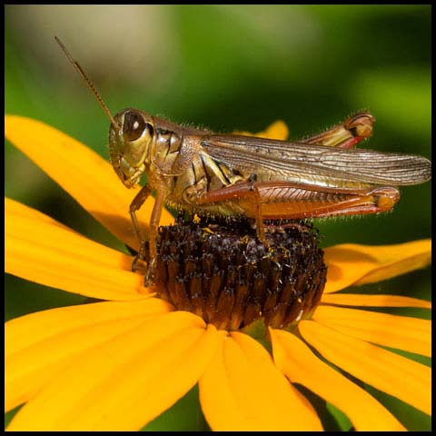 Red-legged Grasshopper