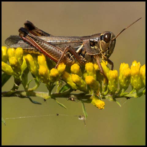 Red-legged Grasshopper