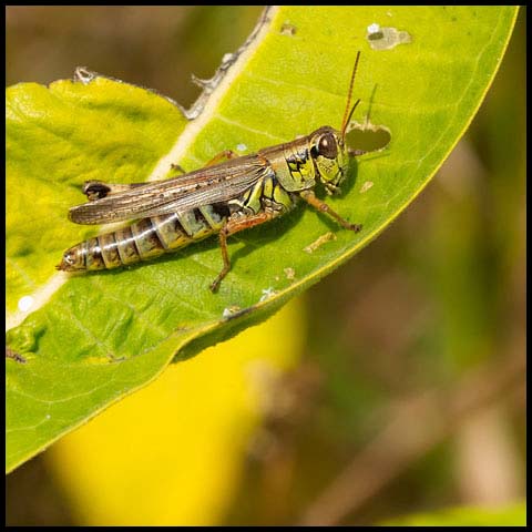Red-legged Grasshopper