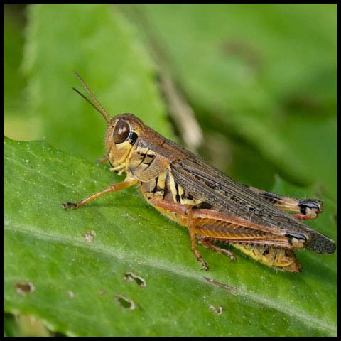 Red-legged Grasshopper