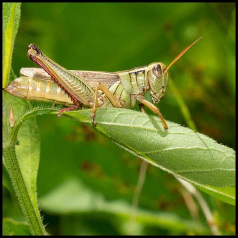 Two-striped Grasshopper