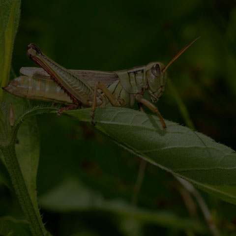 Two-striped Grasshopper