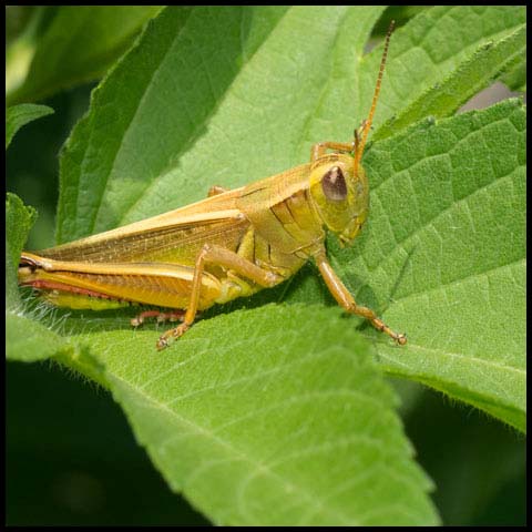 Two-striped Grasshopper