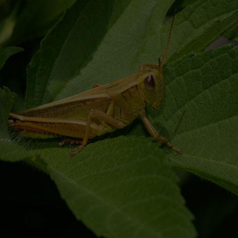 Two-striped Grasshopper