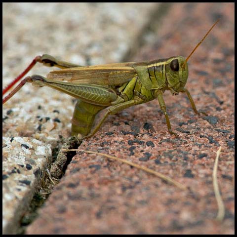 Two-striped Grasshopper