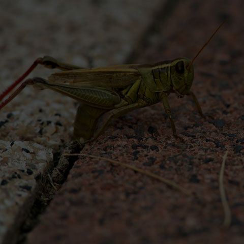 Two-striped Grasshopper