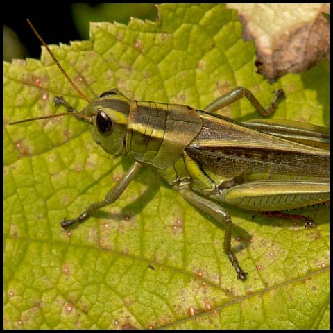Two-striped Grasshopper