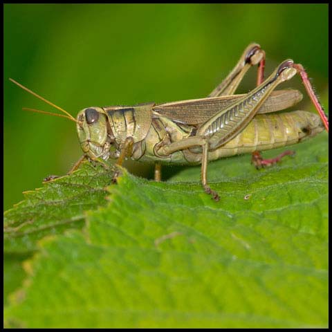Two-striped Grasshopper