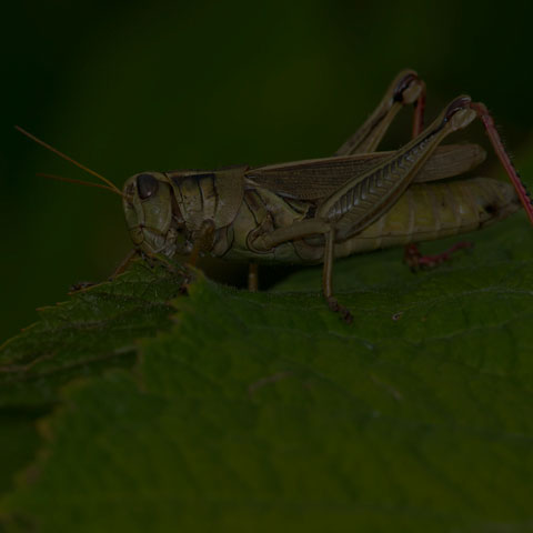 Two-striped Grasshopper