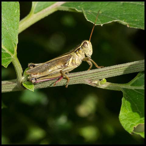 Two-striped Grasshopper
