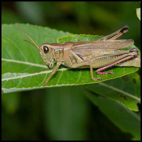 Two-striped Grasshopper