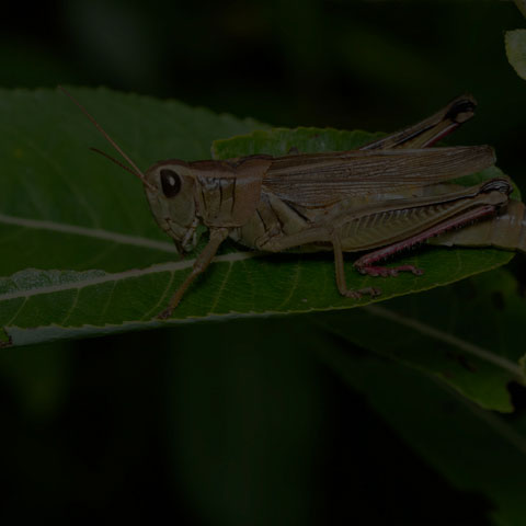Two-striped Grasshopper