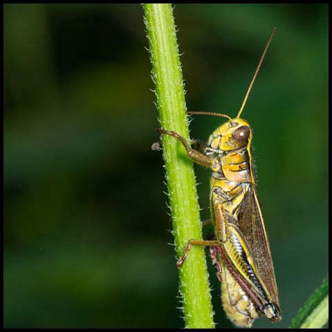 Two-striped Grasshopper