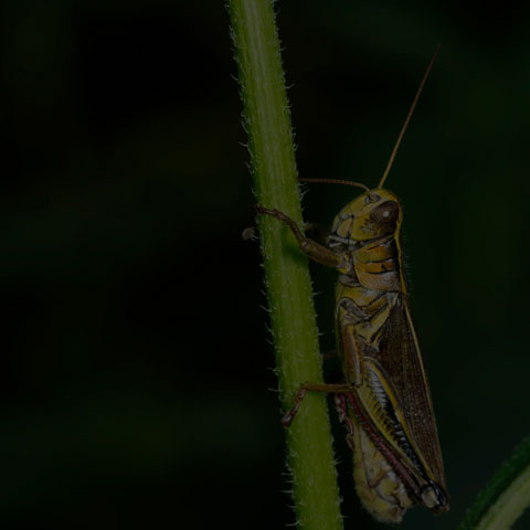 Two-striped Grasshopper
