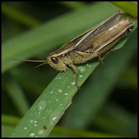 Two-striped Grasshopper