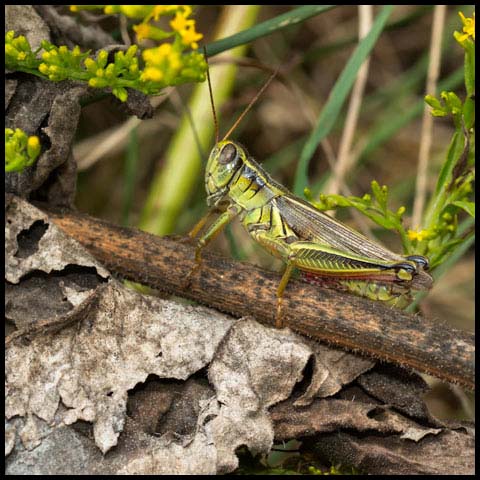 Two-striped Grasshopper